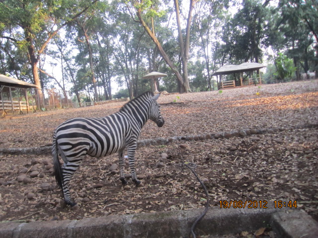 Gambar Zebra Ragunan Jakarta Winny Marlina Gunung