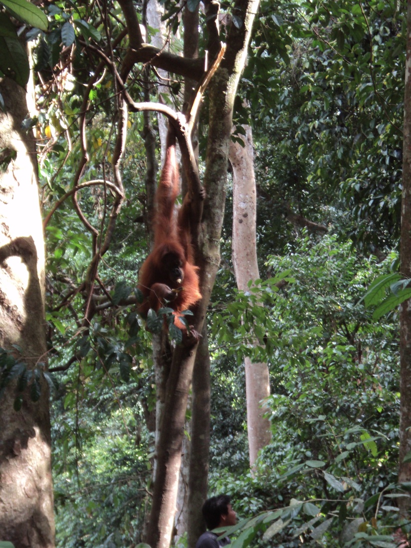 3 Days in Bukit Lawang with Orangutans