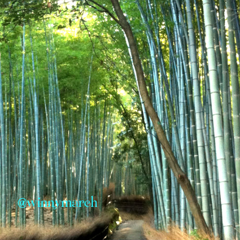 7 Tempat Menarik di Kyoto Selain Fushimi Inari shrine